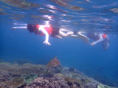 バリ島パダンバイシュノーケリングでウミガメと遭遇３