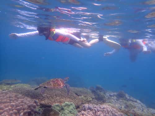 バリ島パダンバイシュノーケリングでウミガメと遭遇４