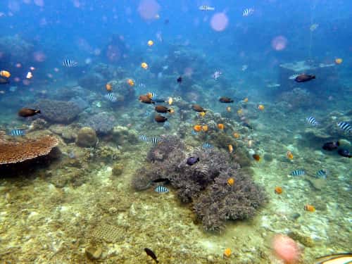 サンゴ礁とたくさんのトロピカルフィッシュ