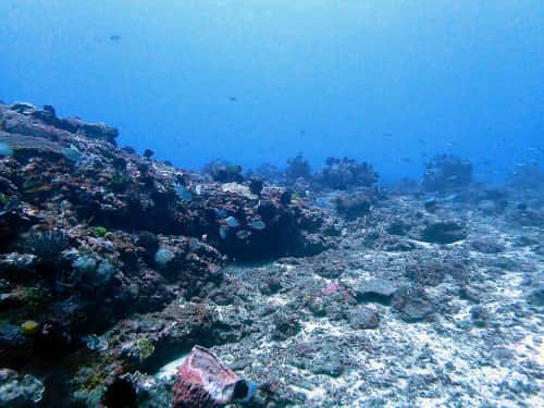 サンゴ礁の景色