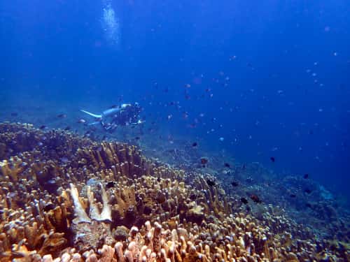 スズメダイが群れるサンゴ礁の上を泳ぐ女性ダイバー