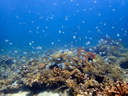 サンゴ礁とデバスズメダイの群れ