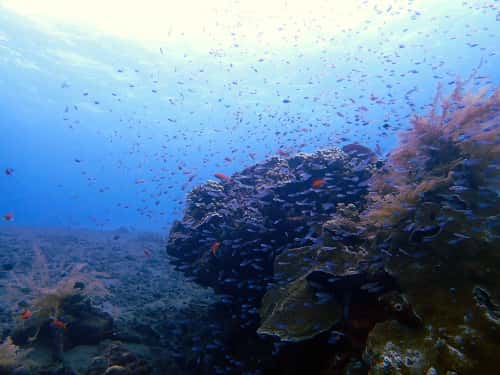 サンゴの根に群れるスカシテンジクダイなどのカラフルなお魚達