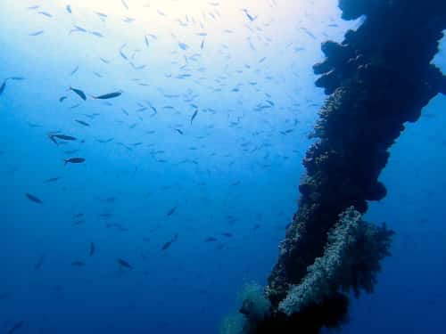 バリ島トランベンの沈船の柱とササムロやクマザサハナムロの群れ