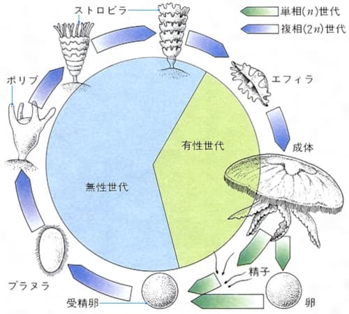 クラゲの繁殖順序表