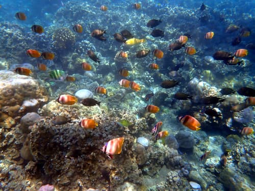 サンゴ礁に群れるお魚達