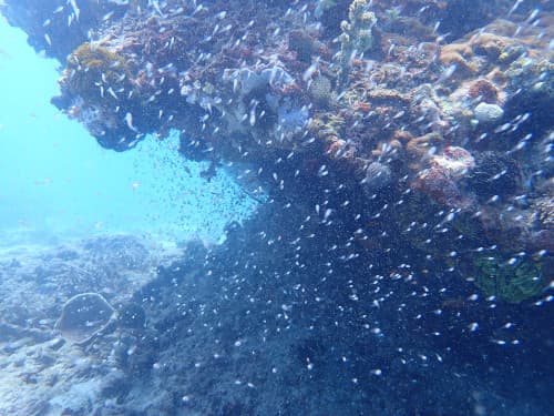 サンゴの根に群れるスカシテンジクダイ