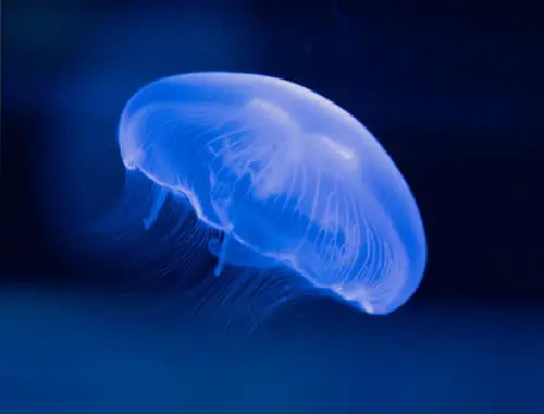 呼吸するくらげ クラゲ」不思議な生態、奇妙な成長過程など | バリ島ダイビング