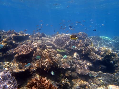 バリ島パダンバイの浅瀬のサンゴ礁