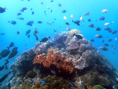 サンゴの根に群れるたくさんの海水魚たち