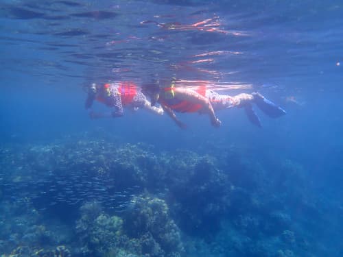 ライフジャケットを着て水面に浮かびながらサンゴ礁を眺める2人のシュノーケラー