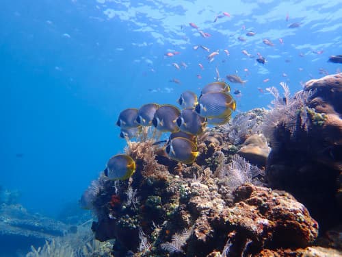 サンゴ礁にいるクラカケチョウチョウウオの群れ