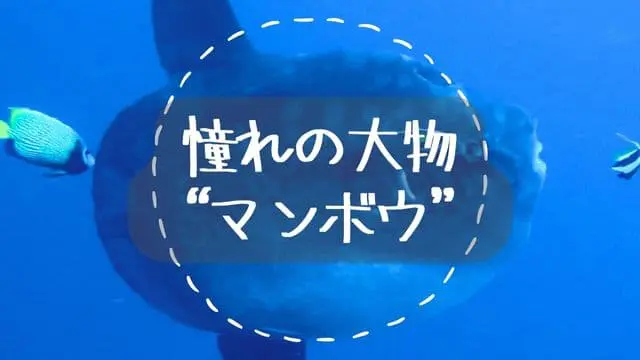 マンボウはダイバー憧れのお魚 | バリ島ダイビングはくらげ村！ | バリ