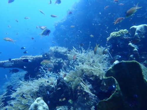 バリ島ダイビングポイントのアメッドのサンゴ礁やそこに群れるたくさんのお魚達