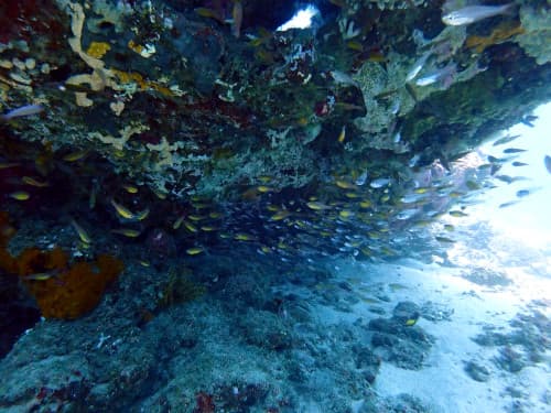 サンゴの根の下に群れるスカシテンジクダイ