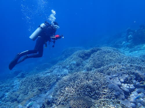 サンゴ礁の上をドリフトダイブで流れるダイバー