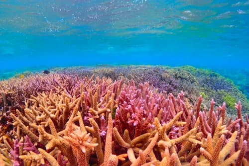 浅い海の色とりどりのサンゴ礁