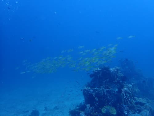 漁礁の上を泳ぐキンセンフエダイの群れ