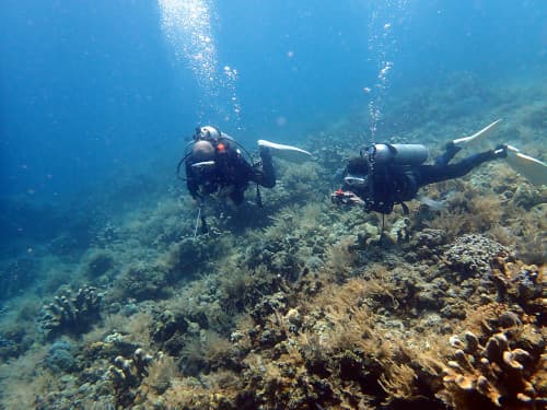 サンゴ礁の上を泳ぐ2名のダイバー