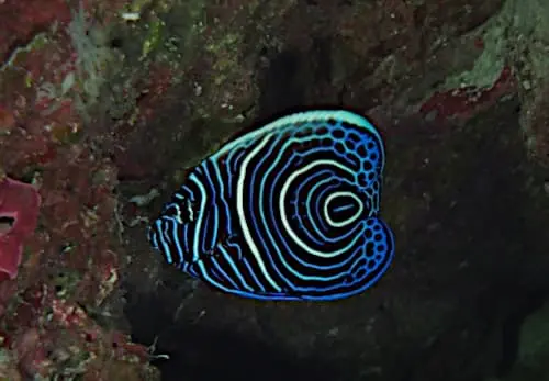 タテキンの幼魚が可愛すぎる件 | バリ島スローダイビング | バリ島
