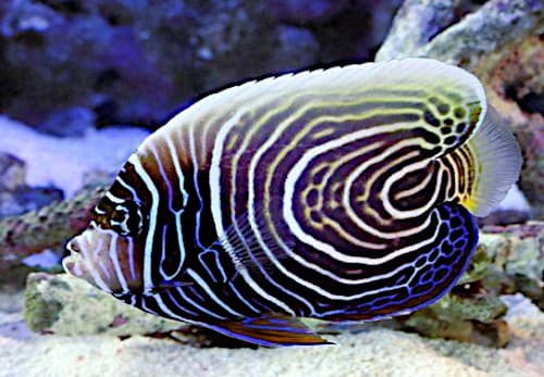 タテジマキンチャクダイの幼魚から成魚に体色が変化してる最中の若魚、通称ウズキン