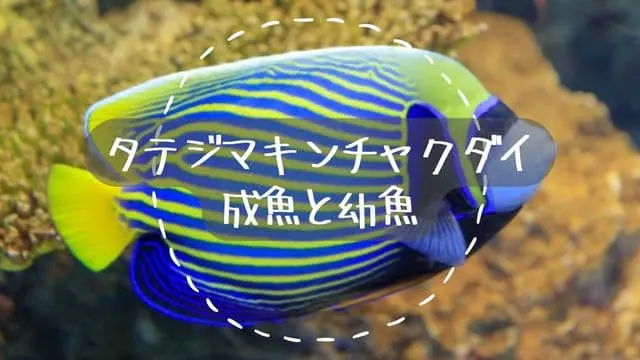 Emperor-angelfish-image.jpg.webp