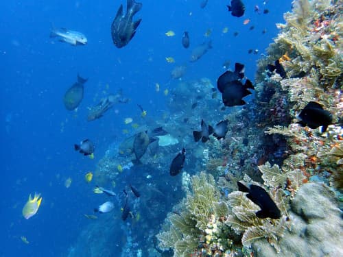 バリ島ダイビングで見られるウォールに群れるたくさんのトロピカルフィッシュ