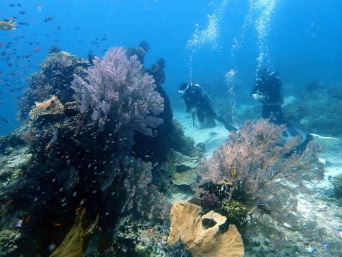 イソバナやサンゴの根のダイビングポイントを潜るダイバー達