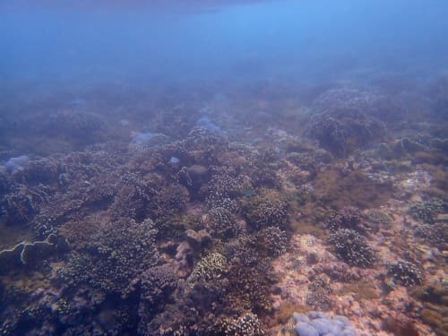 水面から見るバリ島パダンバイのサンゴ礁