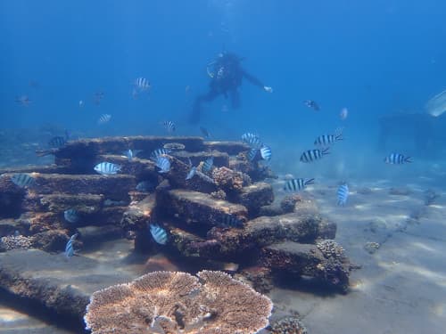漁礁に群れるお魚を撮影するダイバー