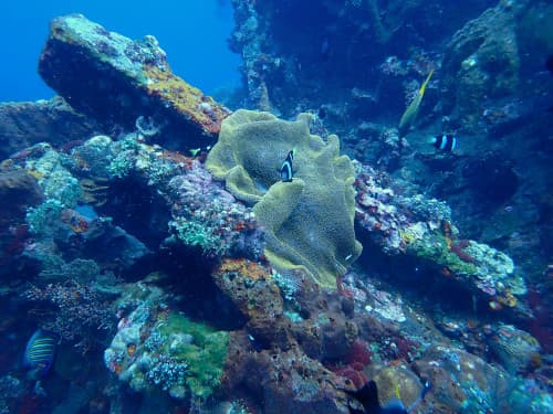 バリ島トランベンの沈船の一部分