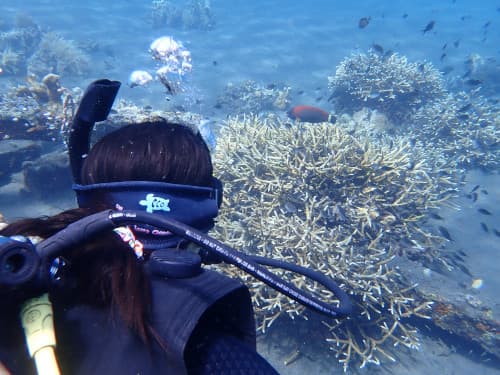 バリ島体験ダイビングでエダサンゴを見てるダイバー