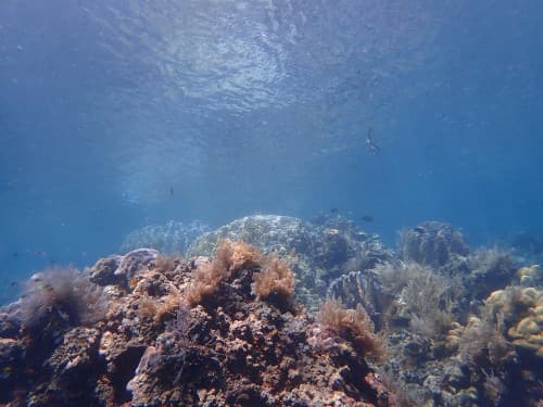 サンゴ礁と水面の海景