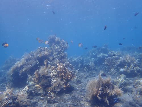 バリ島のサンゴ礁やお魚達