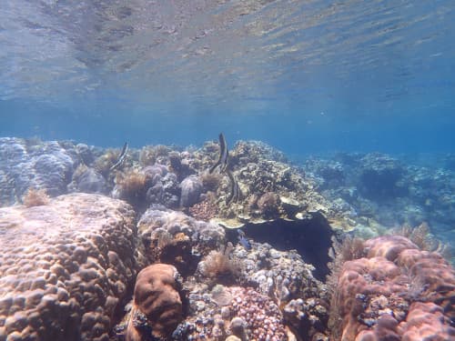 サンゴ礁域を泳ぐミカヅキツバメウオの幼魚
