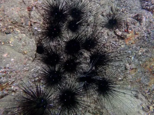 ガンガゼの生態 | バリ島ダイビングはスローダイブのくらげ村