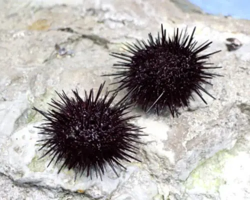 kumonページガンガゼ300 z2211wakayamazoo-eyecatchi.jpg