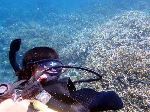 体験ダイビングでエダサンゴとデバスズメダイの群れを見てる体験ダイバーの後ろ姿