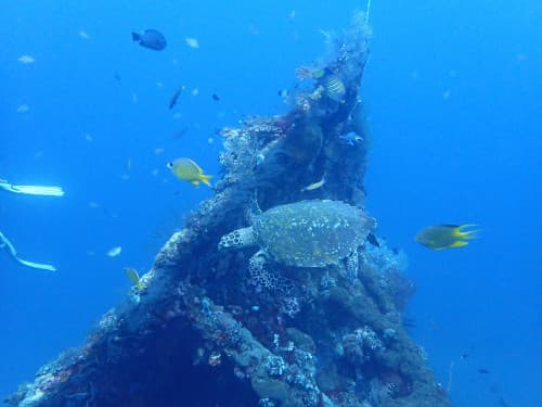 バリ島トランベンの沈船とウミガメ