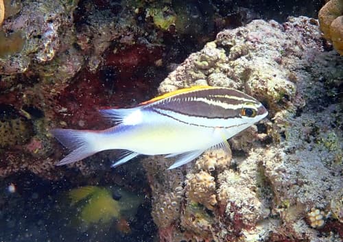 フタスジタマガシラの成魚