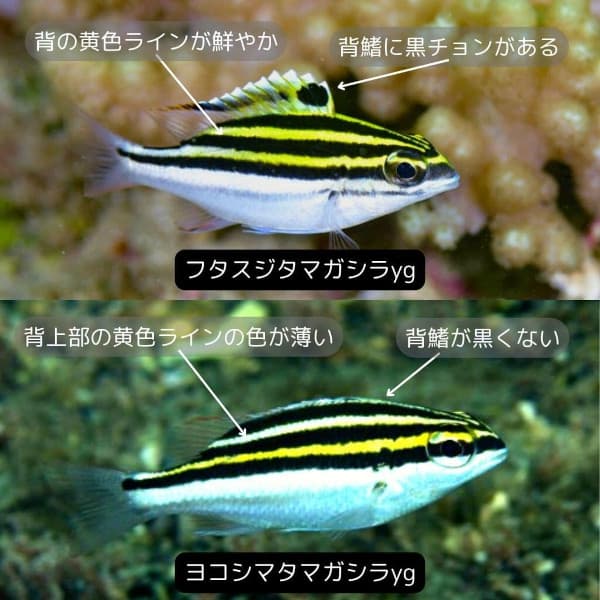 フタスジタマガシラの幼魚とヨコシマタマガシラの幼魚の見分け方