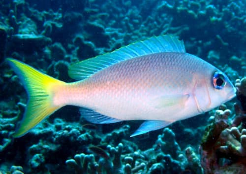 ヒメタマガシラの成魚