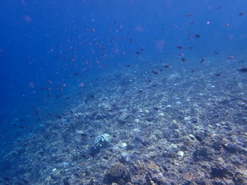 サンゴ礁とたくさんのスズメダイ