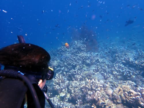 サンゴ礁とたくさんのお魚達を眺める体験ダイバー