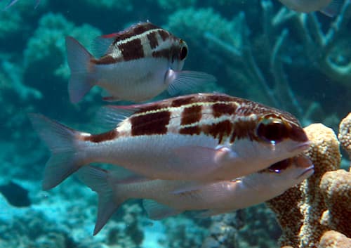 ヨコシマタマガシラの成魚