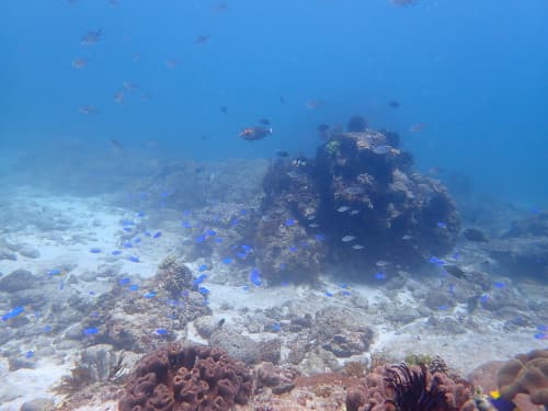 サンゴ礁とホワイトサンドに群れるたくさんのお魚達の海景