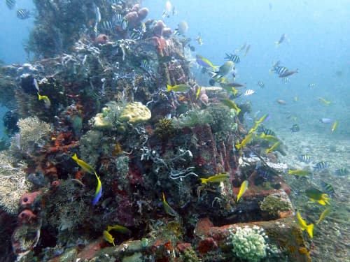 バリ島アメッドのピラミッド漁礁に群れるキンセンフエダイやキンギョハナダイ