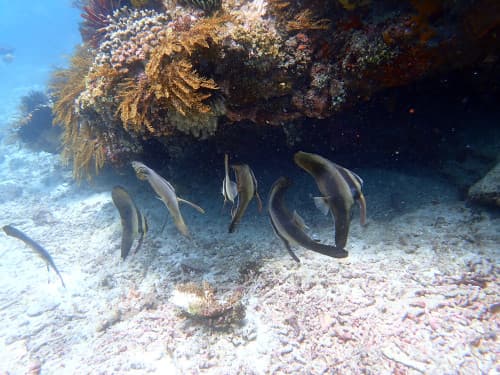 サンゴの根の下に群れる数匹のツバメウオの若魚