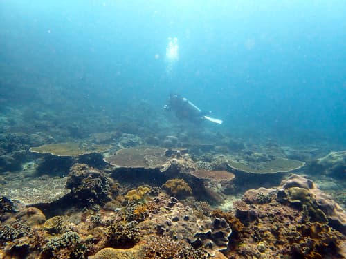 サンゴ礁の上を泳ぐ優雅なダイバー