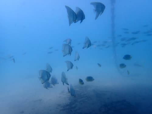 ミカズキツバメウオの若魚の群れ